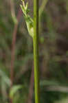 Prairie rosinweed